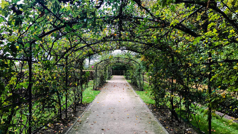 Trellis with plants in an archway
