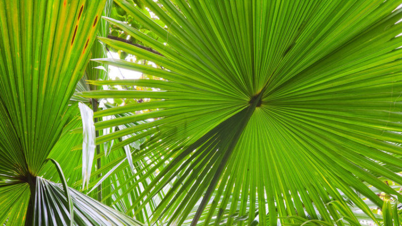 palm tree leaves -florida pergola