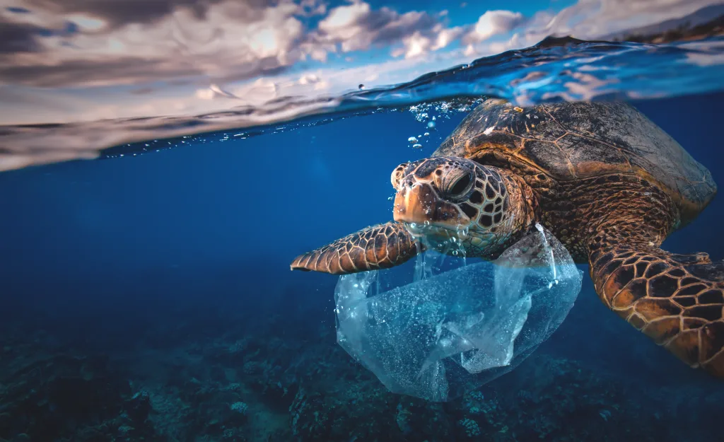 photo of a turtle underwater